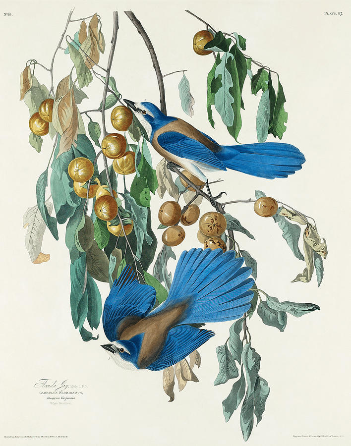 Florida Jay. John James Audubon Mixed Media by World Art Collective