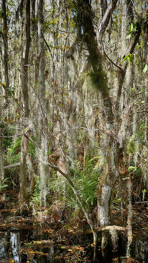 Florida Jungle Photograph by Dieter Lesche - Fine Art America