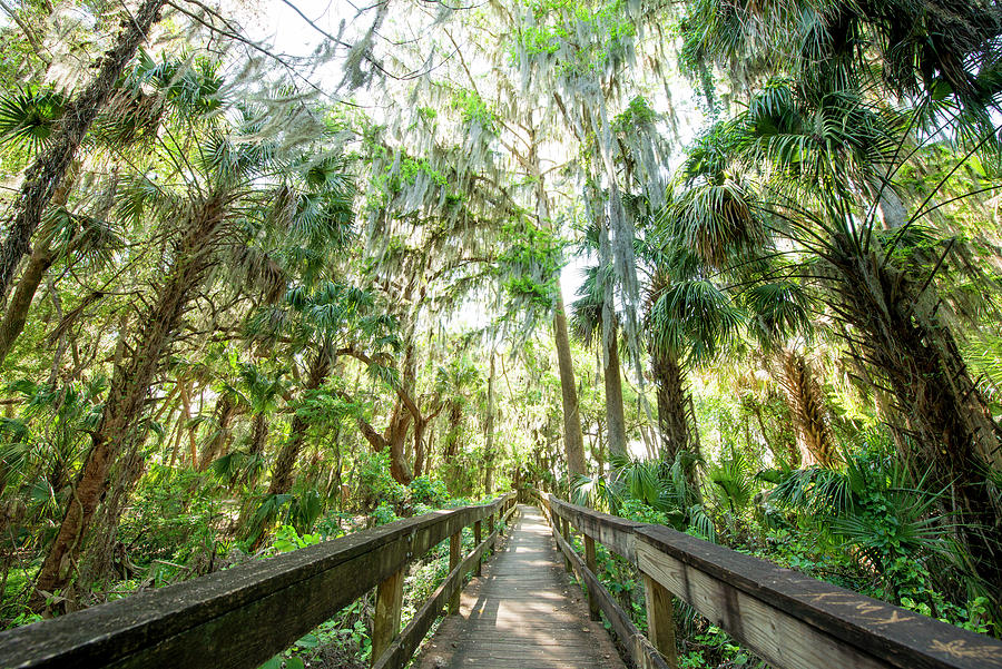 Florida jungle Photograph by Steve Williams