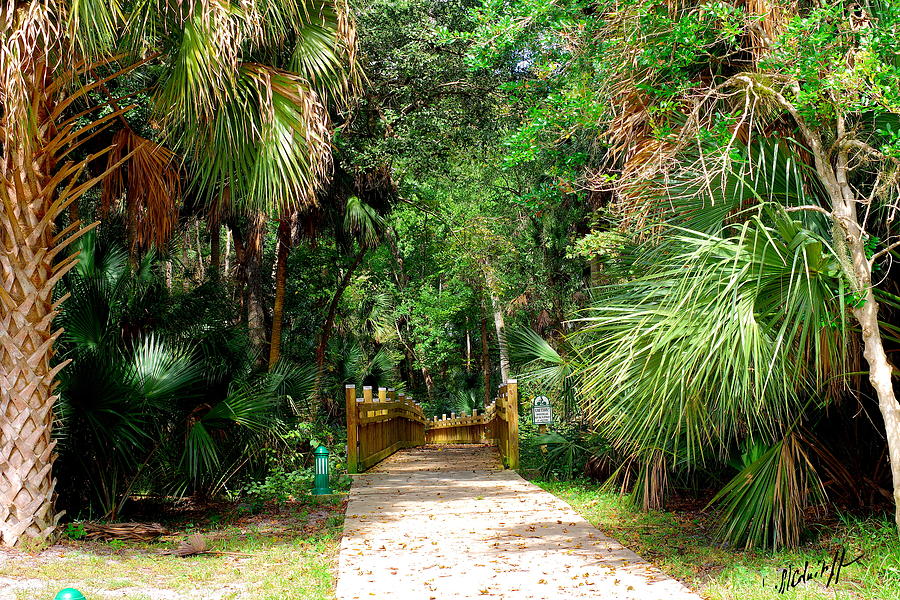 Florida Jungles Walk Photograph by Henry Mednikoff - Pixels