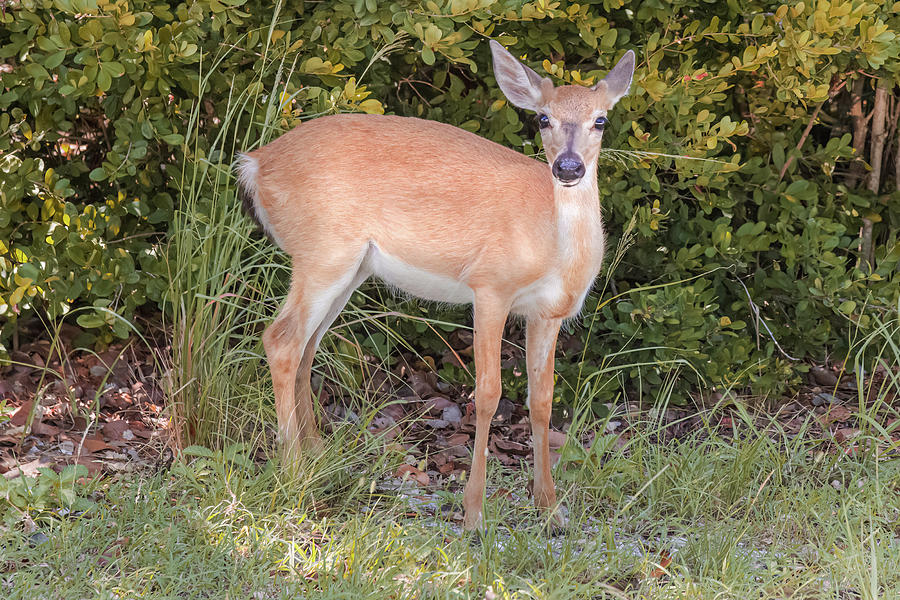 Florida Keys Deer Photograph by Apolonio Gonzalez - Fine Art America