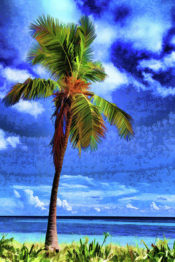 Florida Keys Palm Tree Photograph by Stefan Mazzola