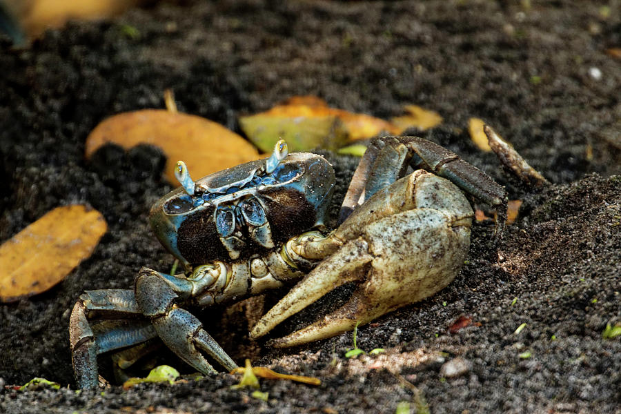 Florida Land Crab Photograph by Darrell Gregg - Fine Art America