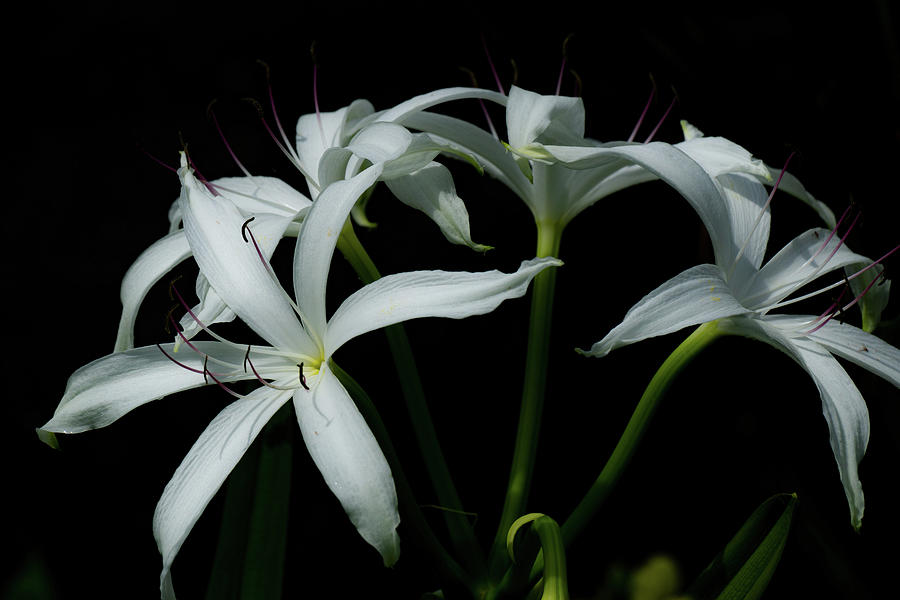 Lily Photograph - Florida Lilies by Jeff Ammons