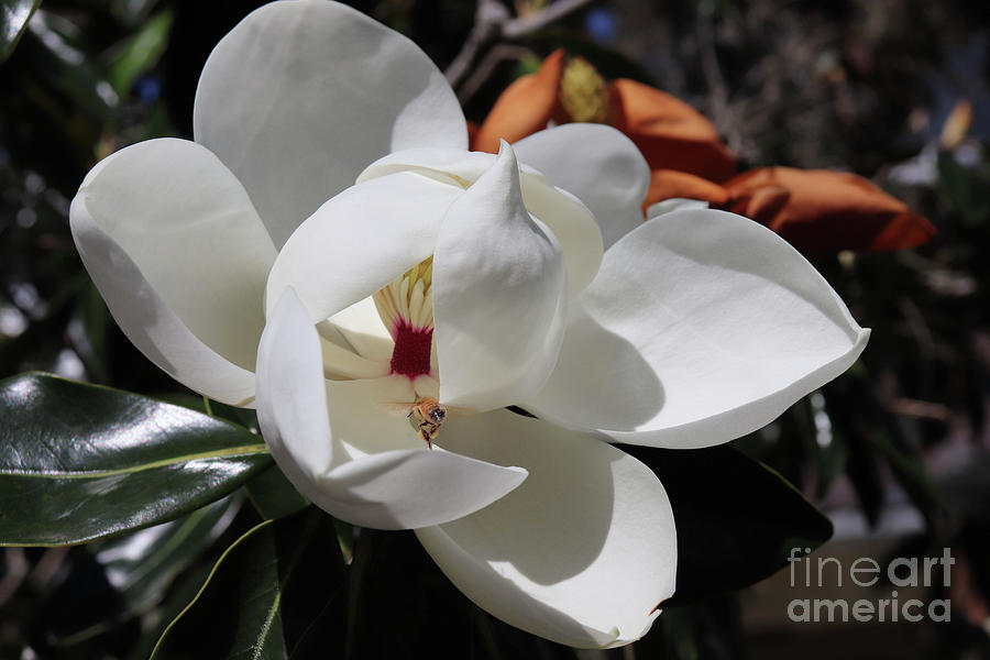 Florida Magnolia Photograph by Catherine Walters