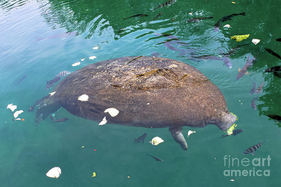 Florida Manatee of Crystal River Photograph by Benny Marty