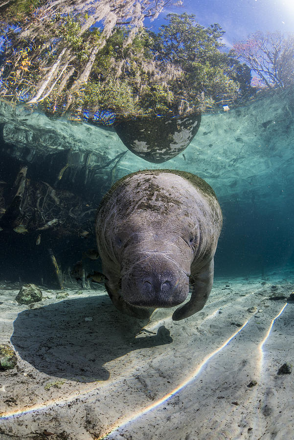 Florida Manatee resting in the sunlight Photograph by Colors and shapes of underwater world