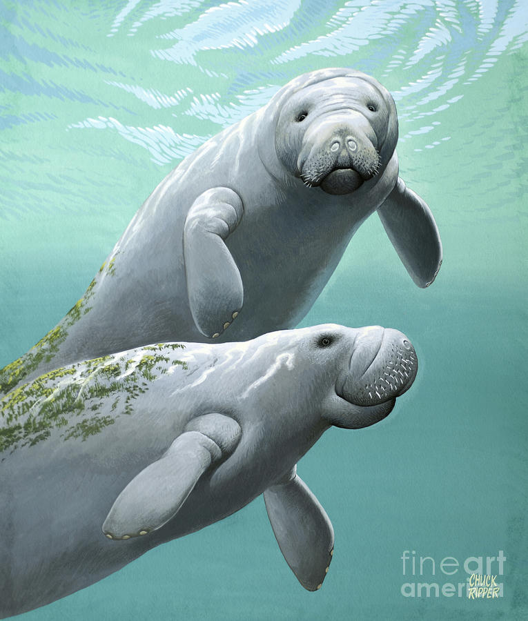 Florida Manatees Painting by Chuck Ripper