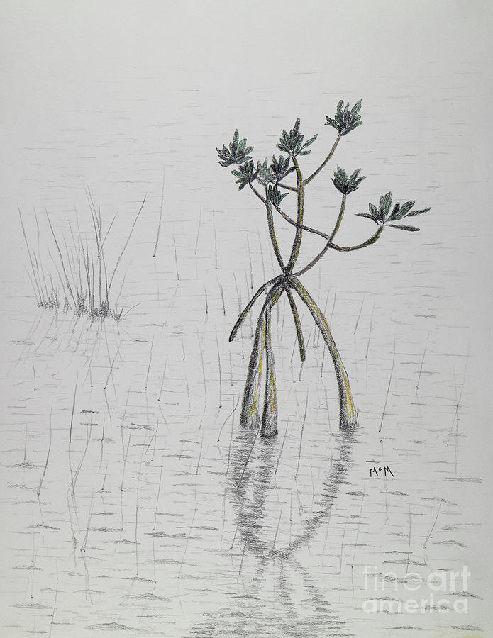 Florida Mangrove  Drawing by Garry McMichael