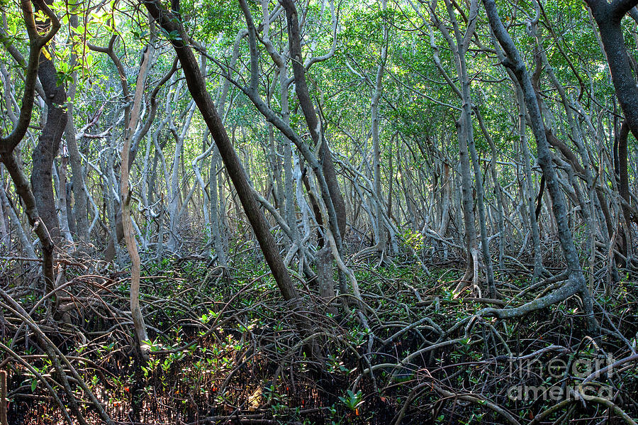 Florida Mangrove Swamp Photograph by Felix Lai