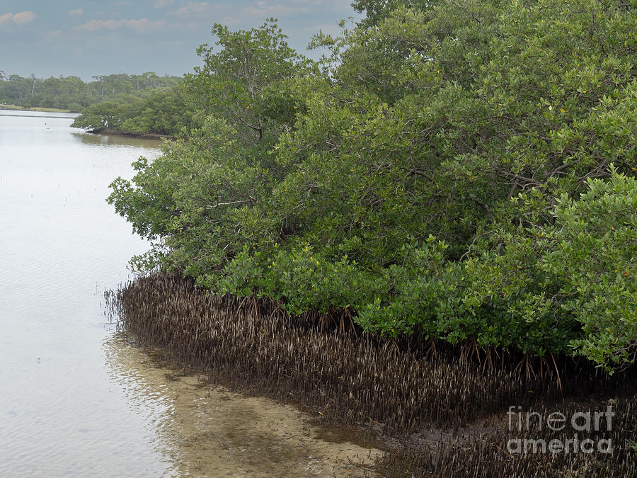 Florida Mangroves Photograph by L Bosco