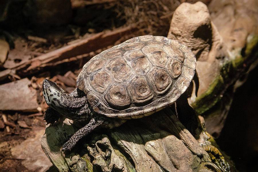 Florida Mud Turtle Photograph by Monica Wellman - Fine Art America