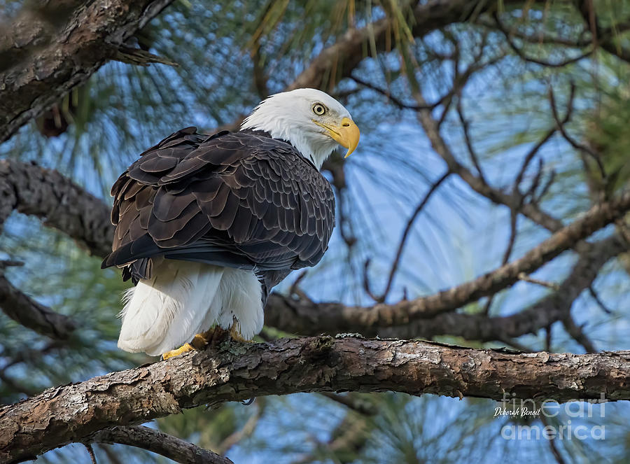 Florida Nesting Eagle Photograph