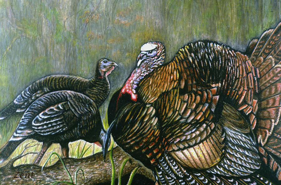 Florida Osceloa Wild Turkey Drawing by June Pauline Zent