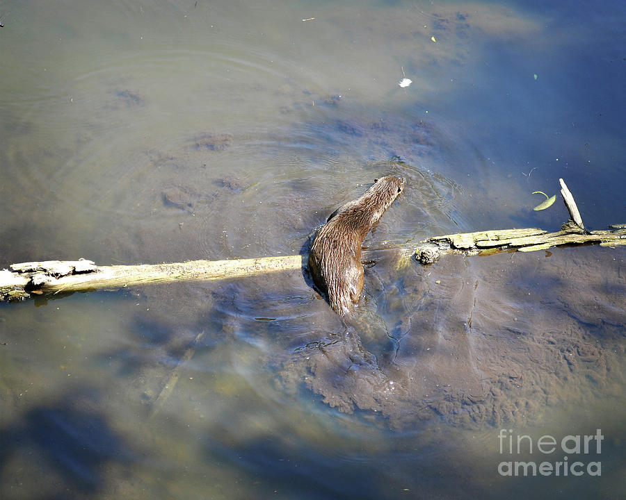 Florida Otter Photograph by Chris Andruskiewicz