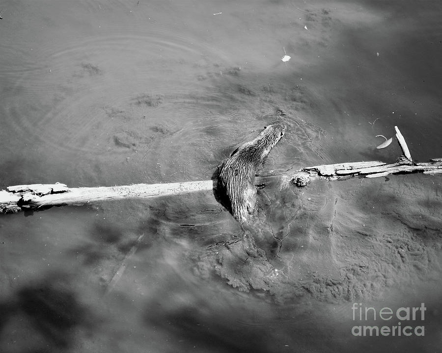 Florida Otter on Log - BW Photograph by Chris Andruskiewicz