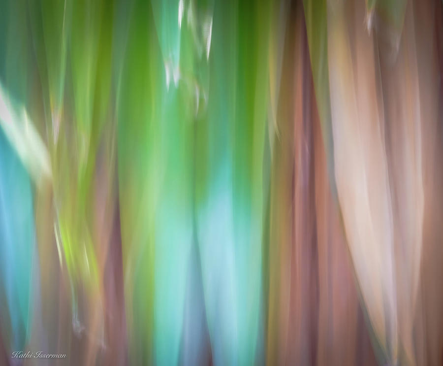 Florida Palm Abstract Photograph by Kathi Isserman
