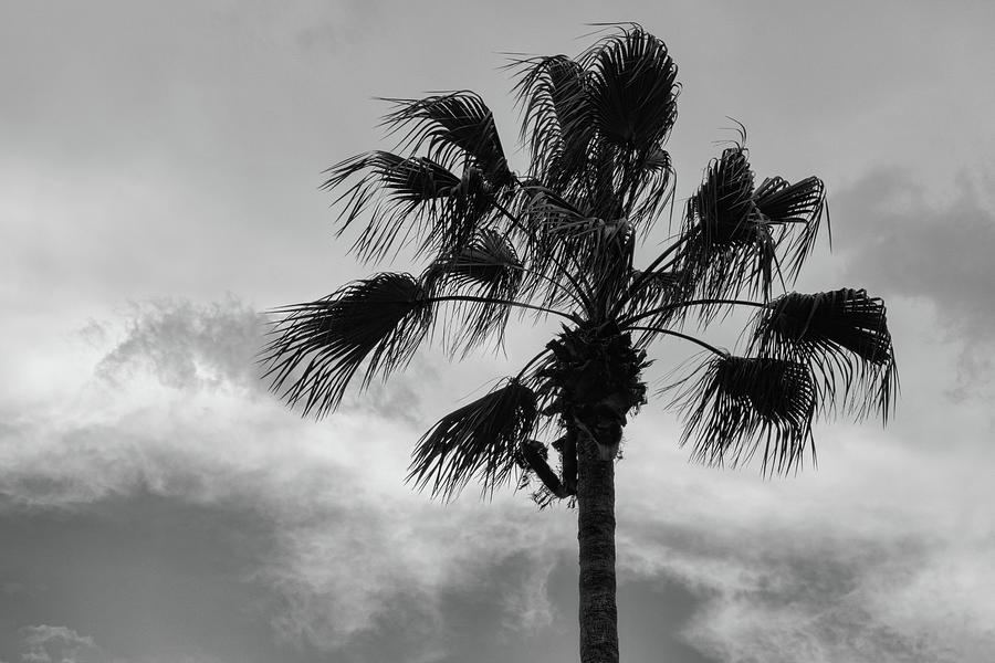 Florida Palm in the Breezw Photograph by Robert Wilder Jr