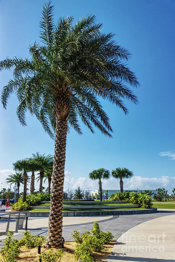 Florida Palm Photograph by Jennifer White