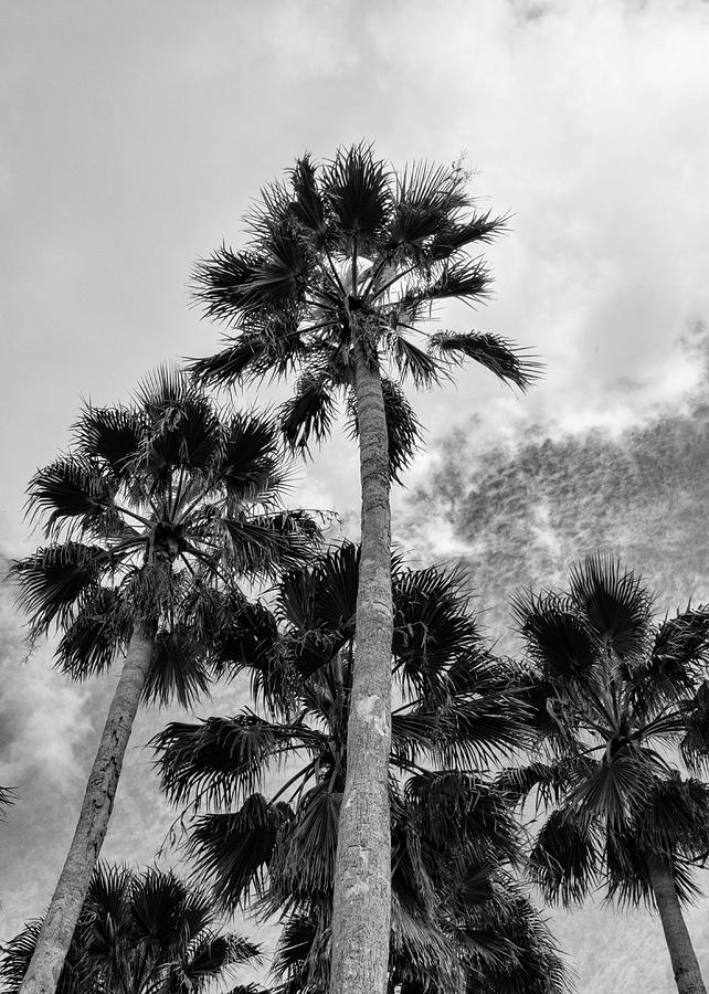 Florida Palm Textured Clouds Photograph by Robert Wilder Jr