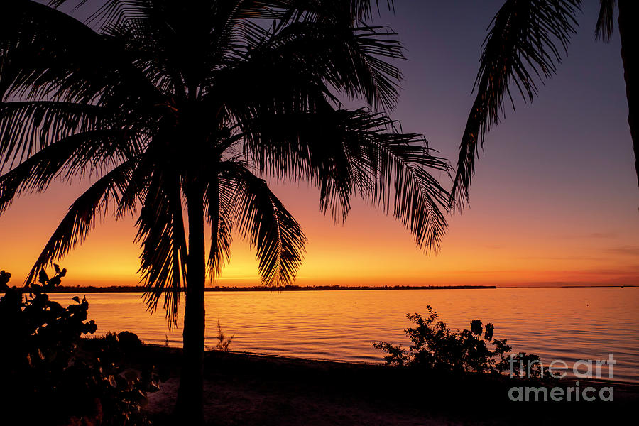 Florida Palm Tree and Sunset Photograph by Sandra Js