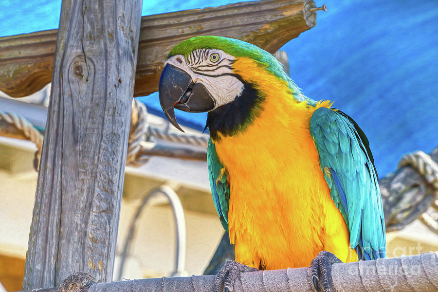 Florida Panhandle Parrot Photograph by Mel Steinhauer