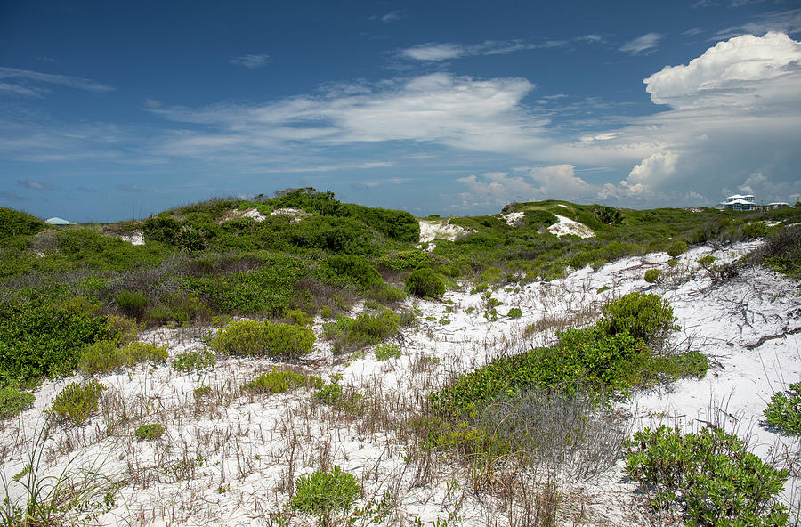 Florida Panhandle Sand Dunes Photograph by Dan Sproul