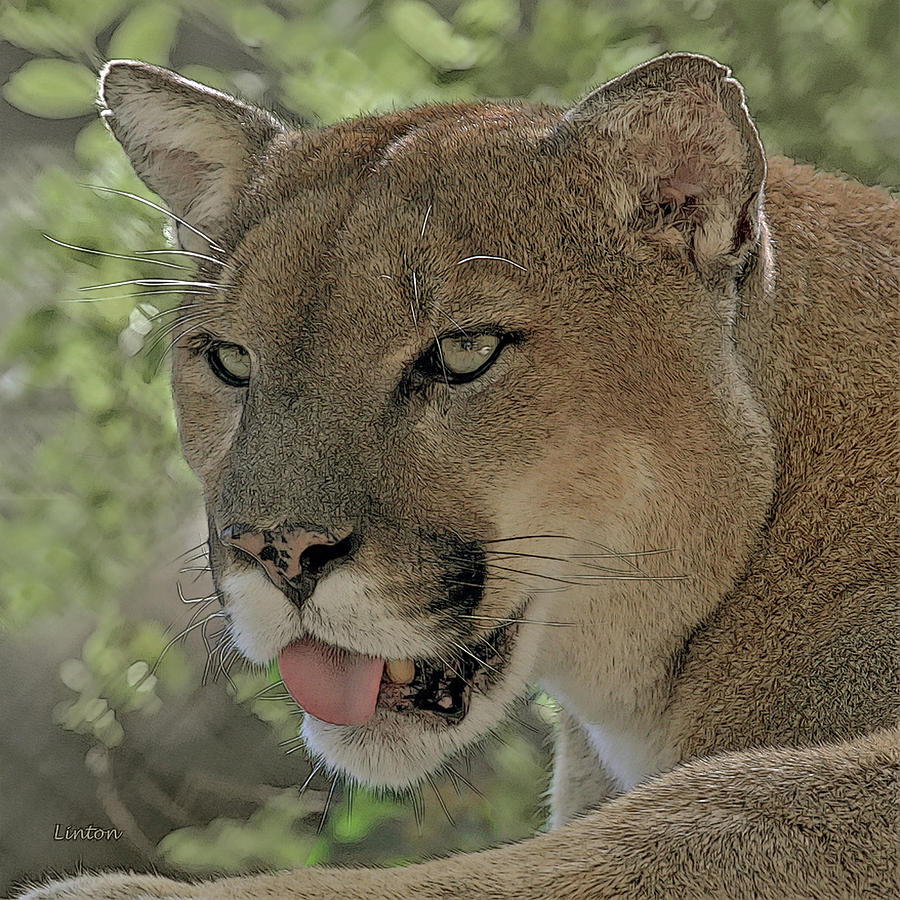 FLORIDA PANTHER cps Digital Art by Larry Linton