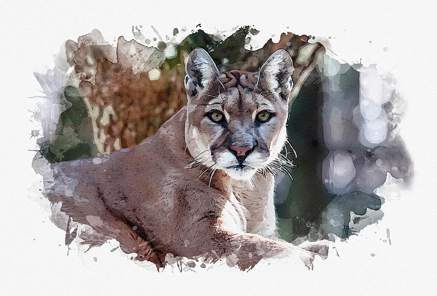 Florida Panther - Water Color Photograph by Gordon Ripley