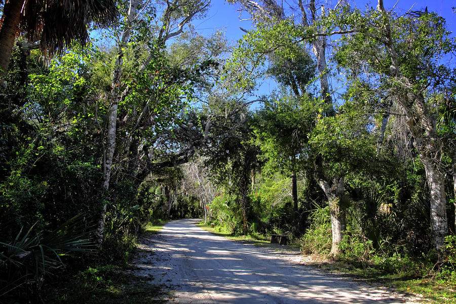 Florida Path Photograph by George Taylor