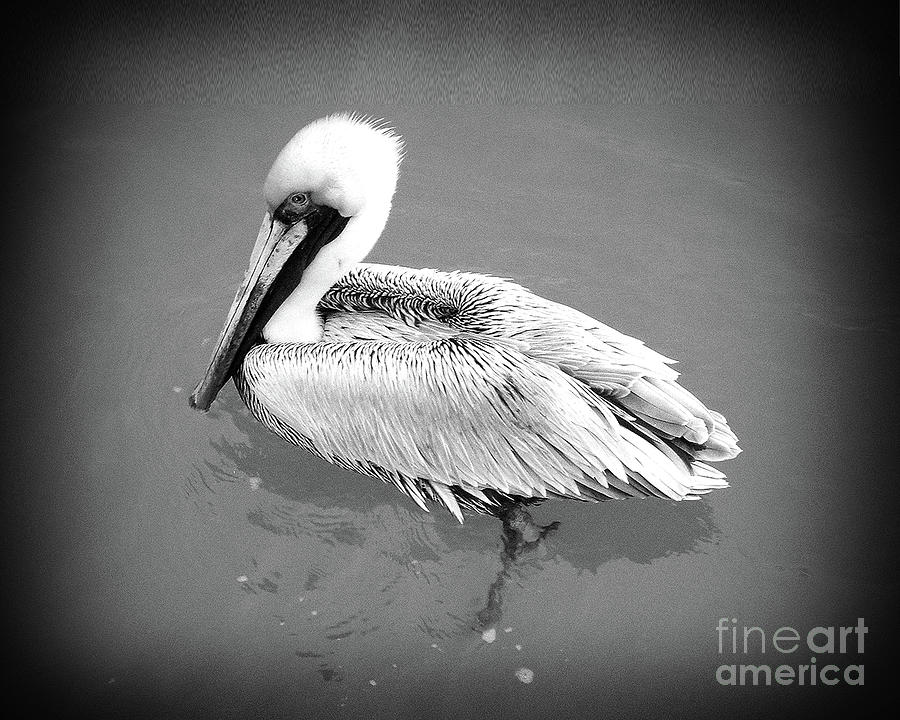 Florida Pelican BW Photograph by Chris Andruskiewicz