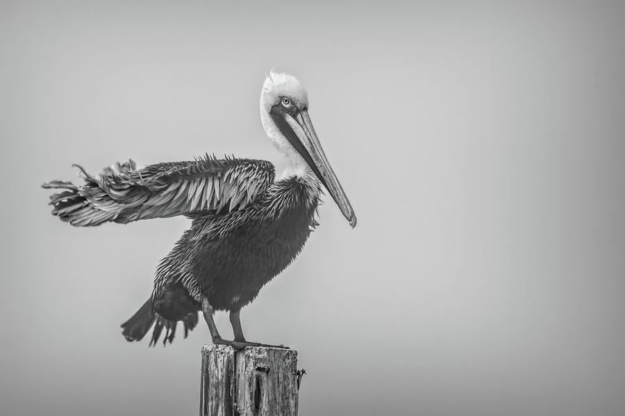 Florida Pelican Take Off Photograph by Norma Brandsberg