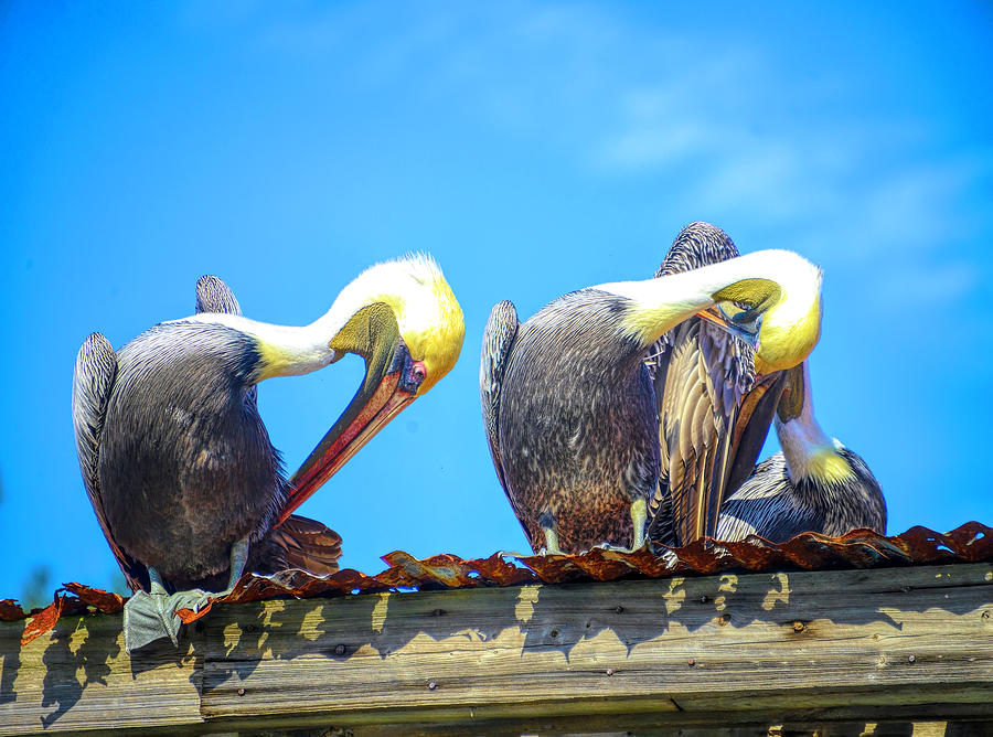 Florida pelicans Photograph by Alison Belsan Horton