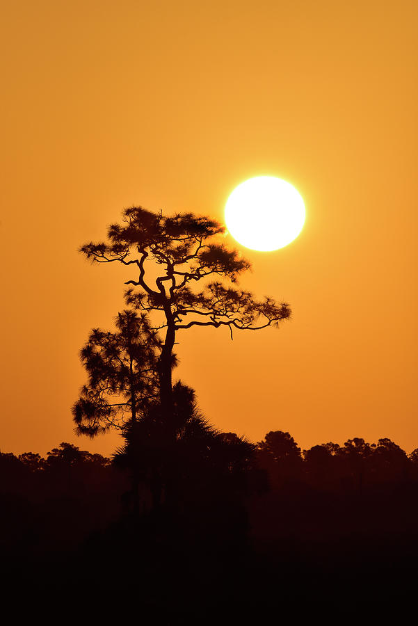 Florida Pine Tree and Morning Sun Photograph by Cindy McIntyre