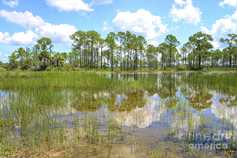 Florida Pines Digital Art by Alison Belsan Horton
