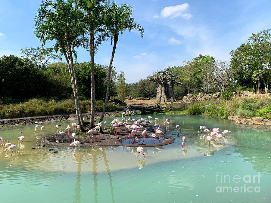 Florida Pink Flamingo Photograph by Dale Powell