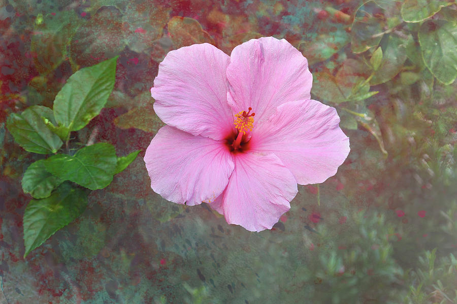 Florida Pink Hibiscus Photograph by Paul Giglia