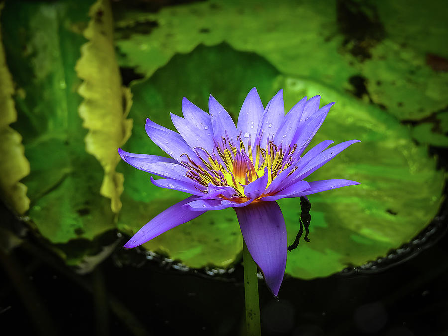 Florida Purple Flower Photograph by Suzanne Torres Tankersley - Fine ...