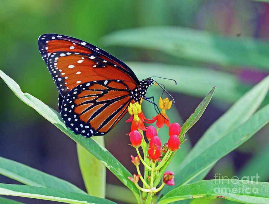 Florida Queen Butterfly Photograph by Larry Nieland