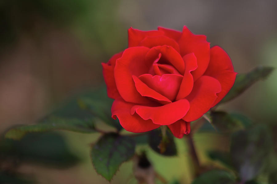 Florida Red Rose Photograph