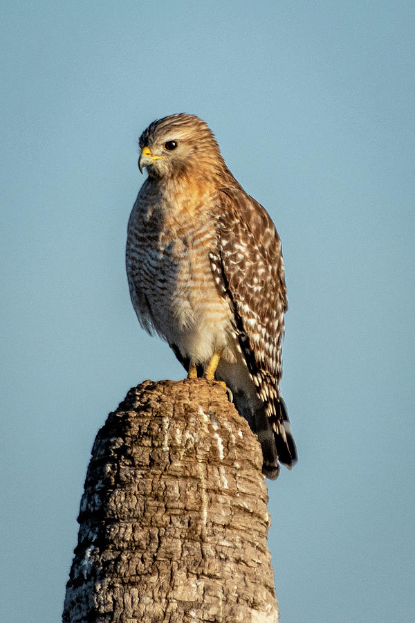 Florida Red-Shouldered Hawk Photograph by Bradford Martin