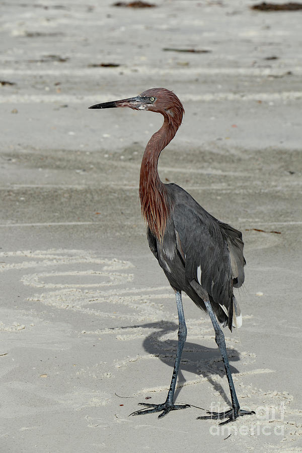 Florida Reddish Egret  Photograph by Christiane Schulze Art And Photography