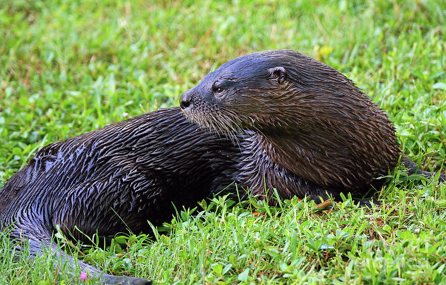 Florida River Otter Photograph by Larry Nieland