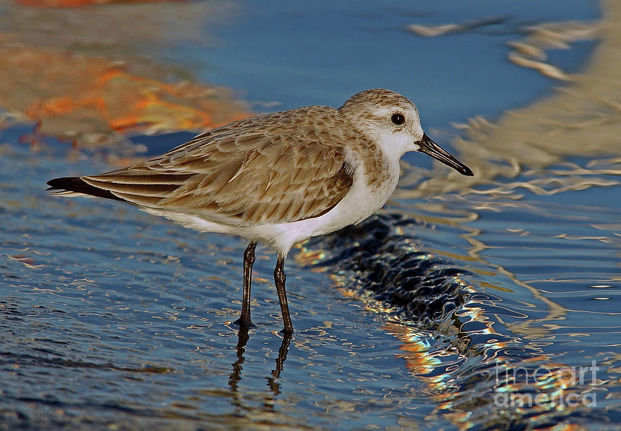 Florida Coastal Sanderling Photograph by Larry Nieland