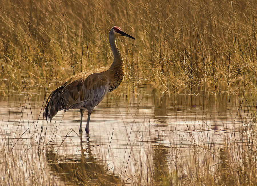 Florida Sandhill Crane Photograph by Rebecca Herranen