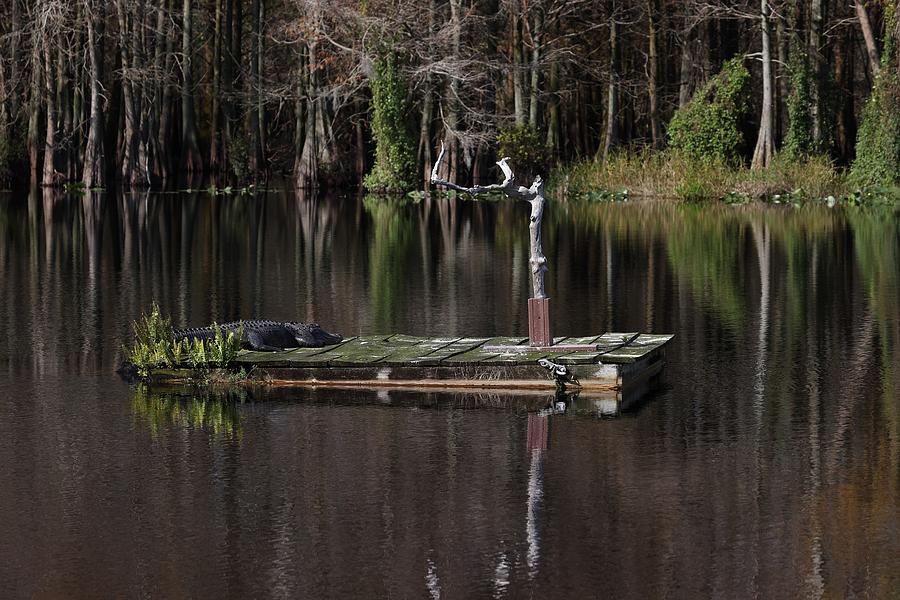 Gator Resting on a Floating Stage Photograph by Mingming Jiang