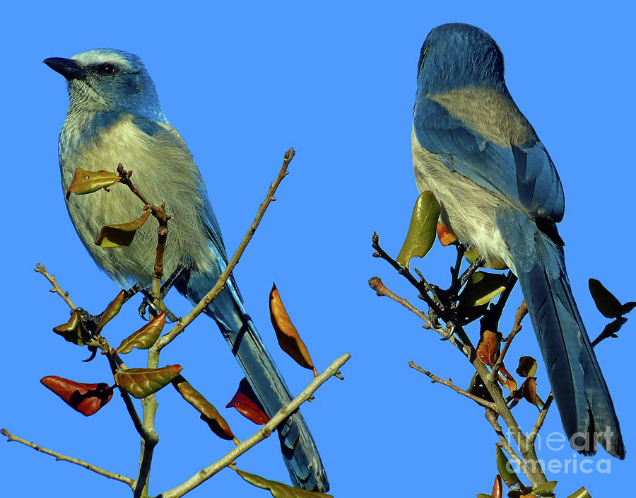 Florida Scrub Jay - Front and Back Photograph by D Hackett