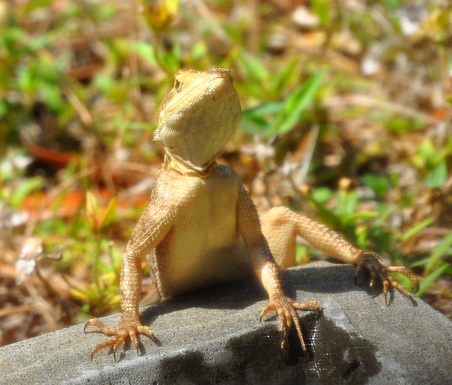 Florida Scrub Lizard 775 Photograph by Amy Spear