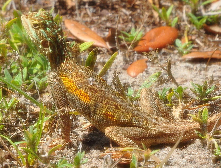 Florida Scrub Lizard 842 Photograph by Amy Spear