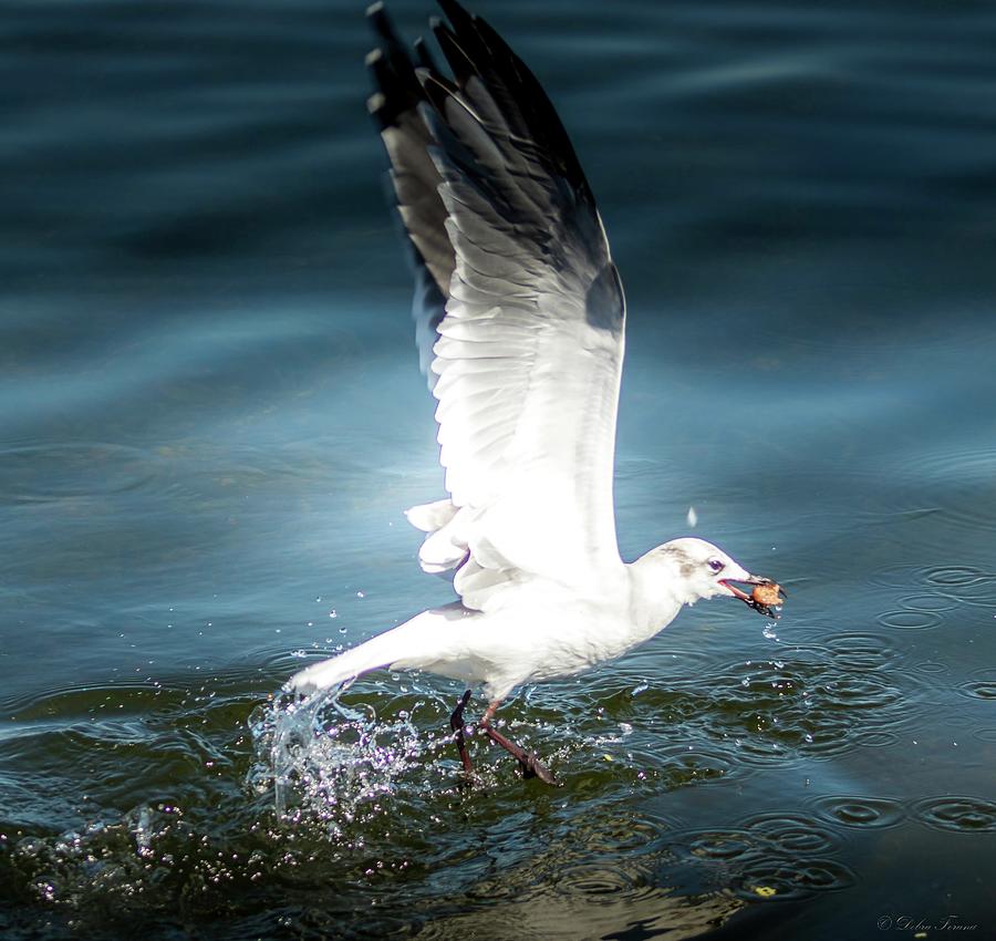 Florida Seagull  Photograph by Debra Forand